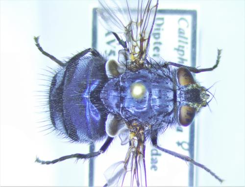 Calliphora vicina